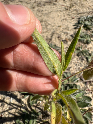 Crotalaria sagittalis, photograph 3
