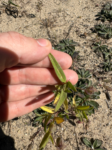 Crotalaria sagittalis, photograph 2