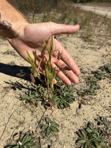 Crotalaria sagittalis, photograph 1