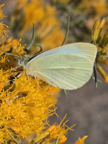 Small White