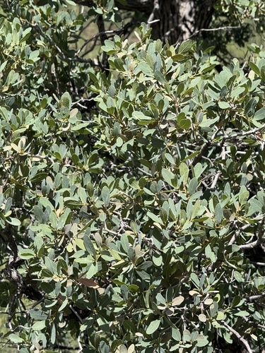 Quercus oblongifolia observed 2026-09-15