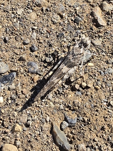 Pallid-winged Grasshopper