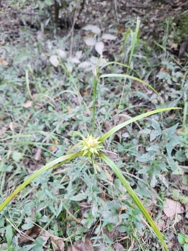 Gray's sedge