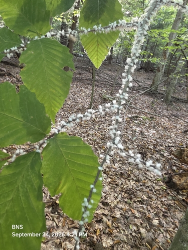 Beech Blight Aphid