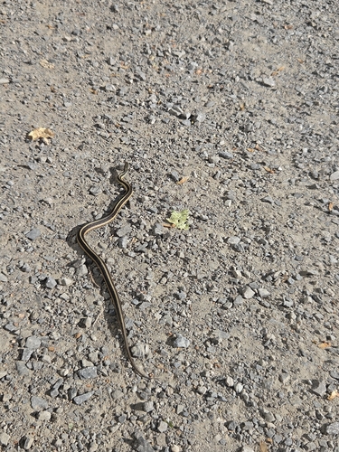 Eastern Garter Snake