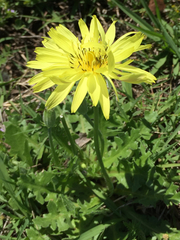 Pyrrhopappus carolinianus