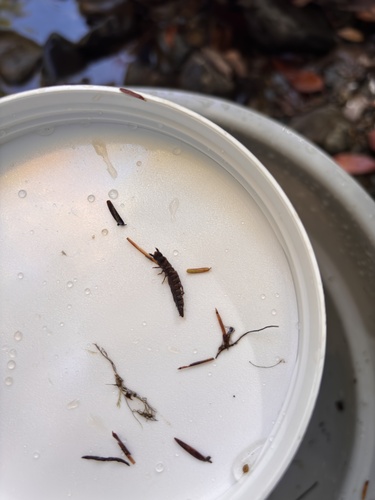Saw-combed Fishfly