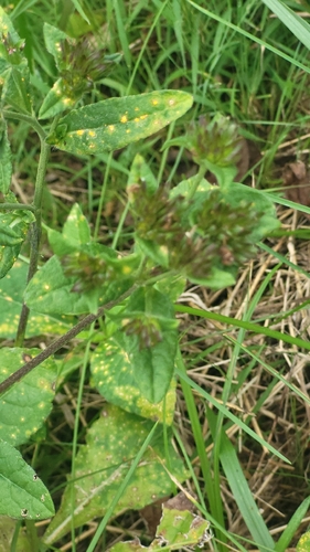 Elephantopus carolinianus, photograph 4