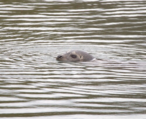 Pacific Harbor Seal