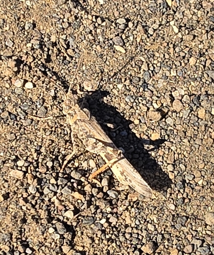 Groove-headed grasshopper