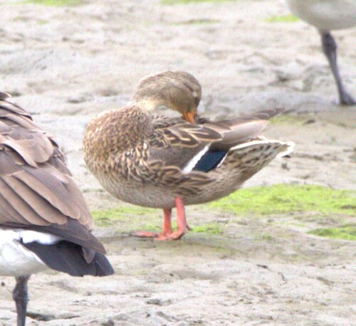 Mallard