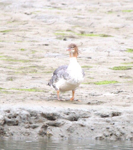 Common Merganser