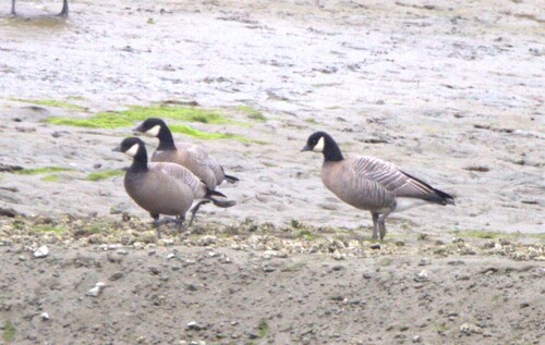 Cackling Goose