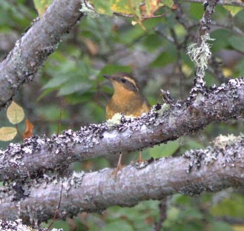 Varied Thrush