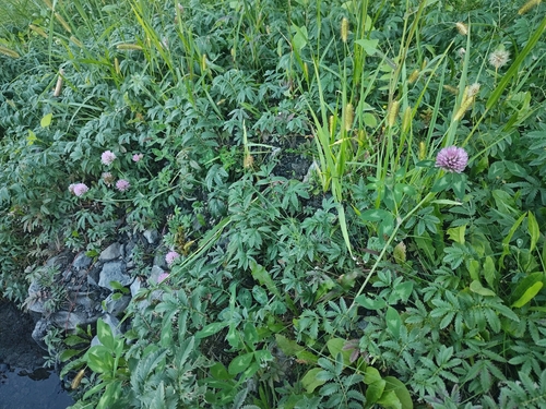 Red Clover