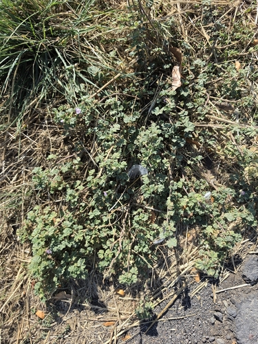 dwarf mallow