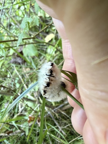 Hickory Tussock Moth