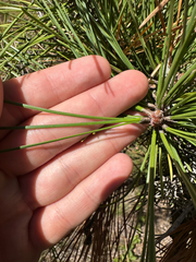Pinus rigida, photograph author not stated, no rights reserved