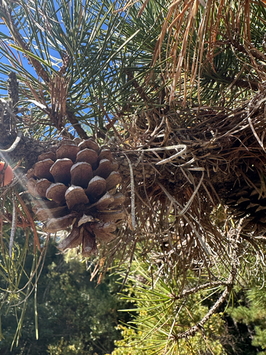 Pinus rigida, photograph 5