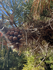 Pinus rigida, photograph author not stated, no rights reserved