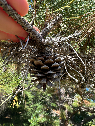 Pinus rigida, photograph 4
