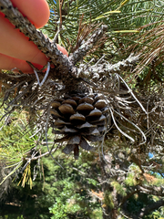 Pinus rigida, photograph author not stated, no rights reserved