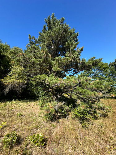 Pinus rigida, photograph 3