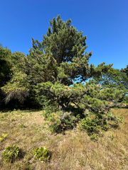Pinus rigida, photograph author not stated, no rights reserved