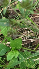 Elephantopus carolinianus, photograph author not stated, no rights reserved