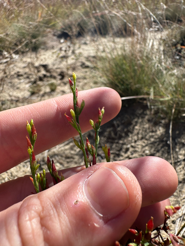 Hypericum gentianoides, photograph 5