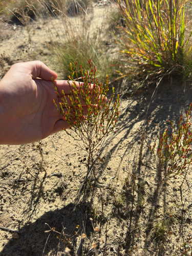Hypericum gentianoides, photograph 4