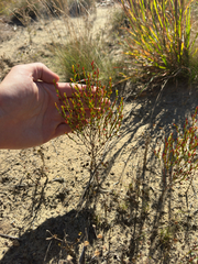 Hypericum gentianoides, photograph author not stated, no rights reserved