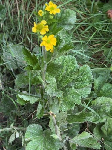 Large-leaved Avens