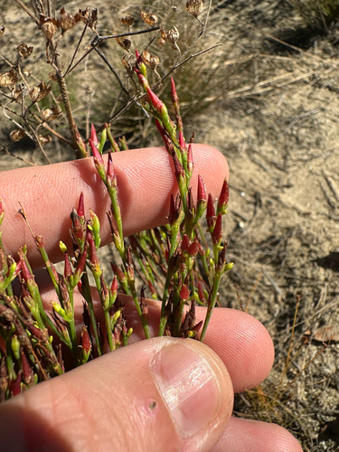 Hypericum gentianoides, photograph 2