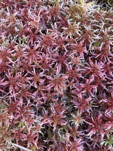 Sphagnum warnstorfii observed 2026-09-23