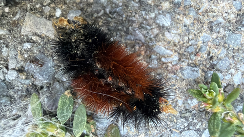 Isabella Tiger Moth