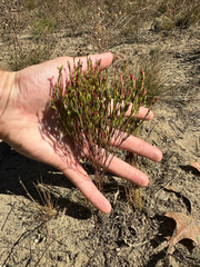 Hypericum gentianoides