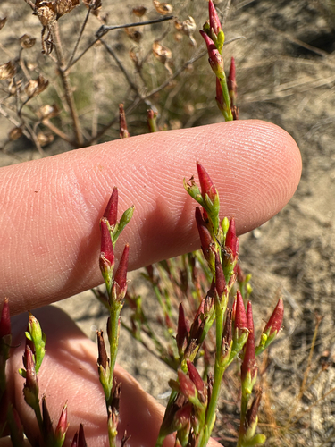Hypericum gentianoides, photograph 3