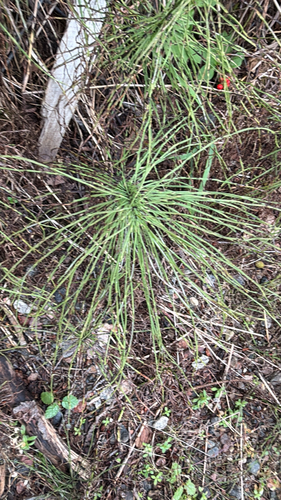 field horsetail
