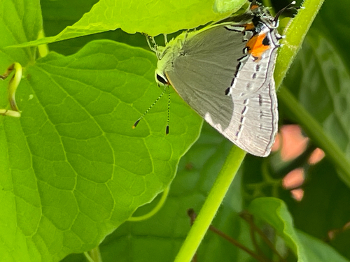 Gray Hairstreak