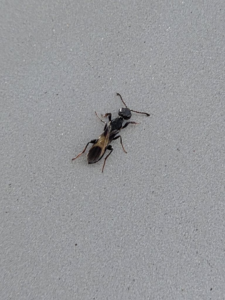 Orussonia