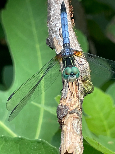 Blue Dasher