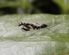 Odontomantis