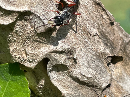 Podium rufipes