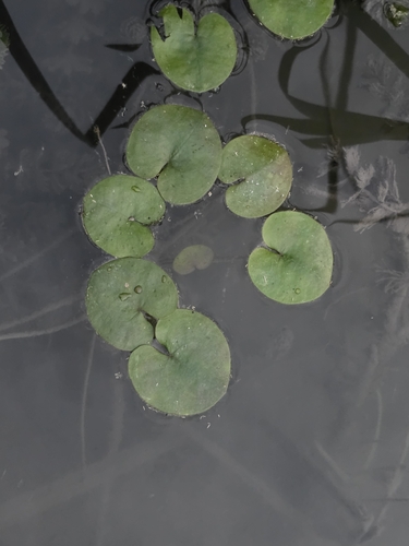 European Frog-bit