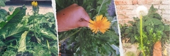 Taraxacum officinale