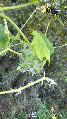 Sicyos angulatus