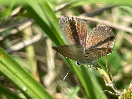 Ceraunus Blue