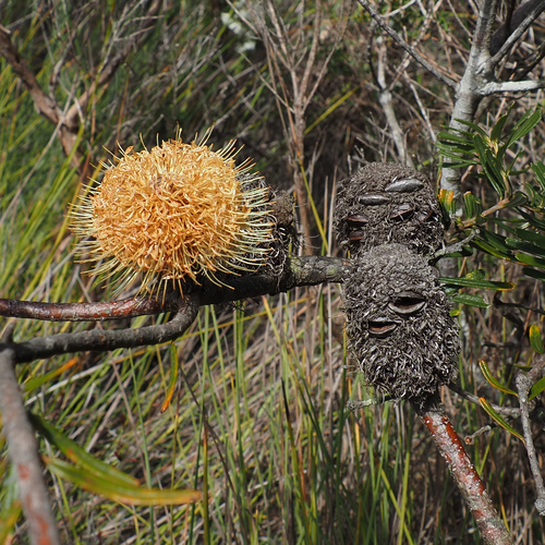 Banksia marginata, photograph 3