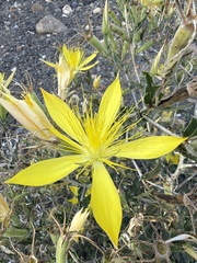 Mentzelia laevicaulis